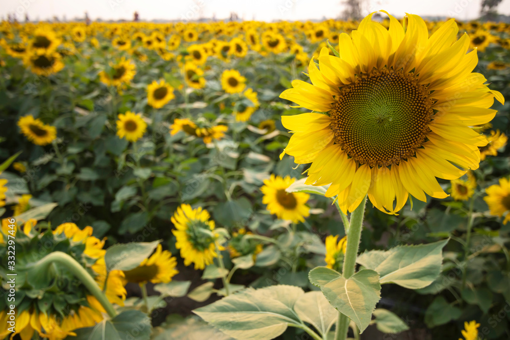 Fototapeta premium Beautiful Sunflower Blooming in garden