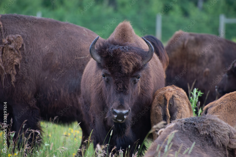 bison buffalo grazing in a meadow in manitoba canada