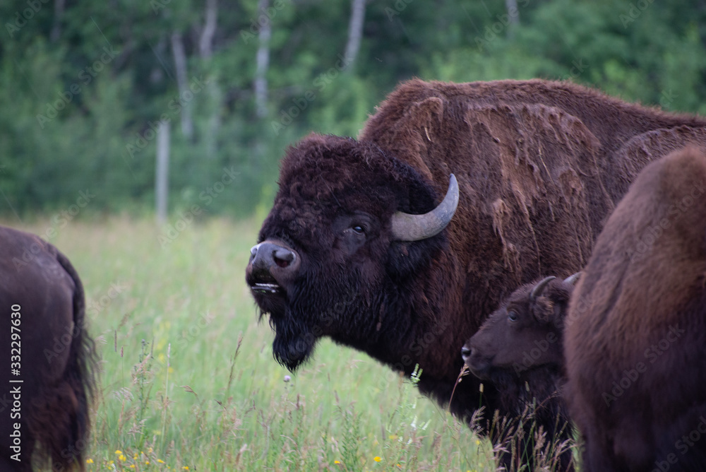 bison buffalo grazing in a meadow in manitoba canada