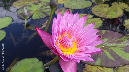 pink flower lily pad bright pond