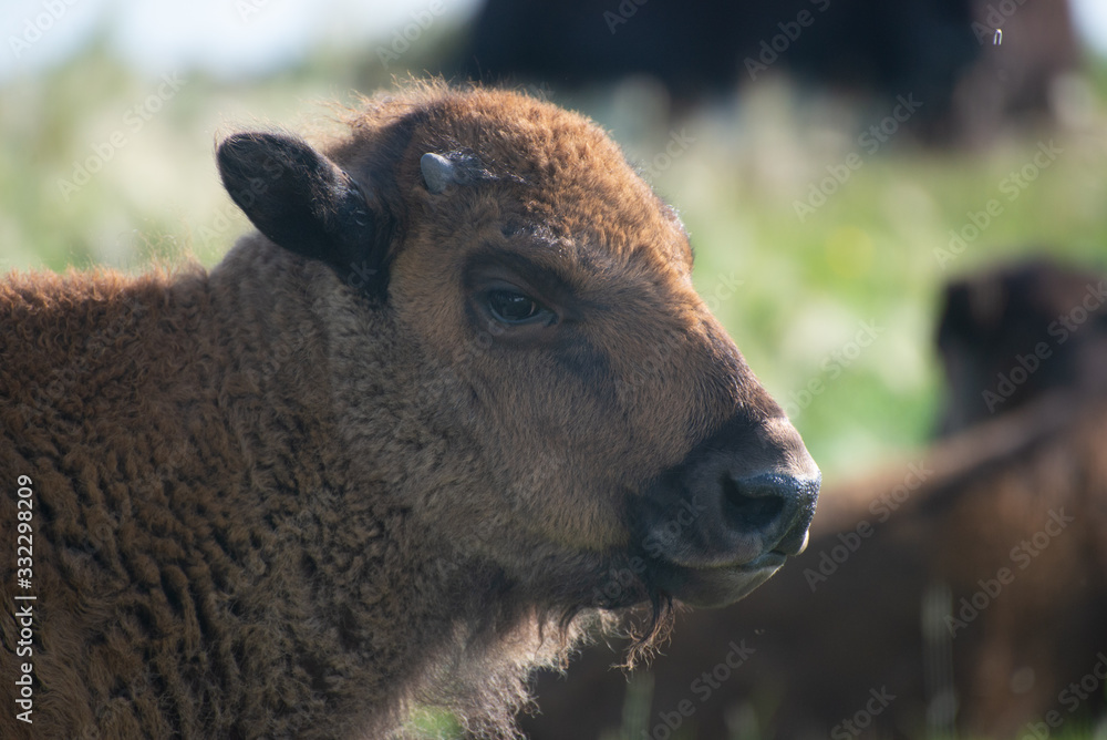 Fototapeta premium bison buffalo