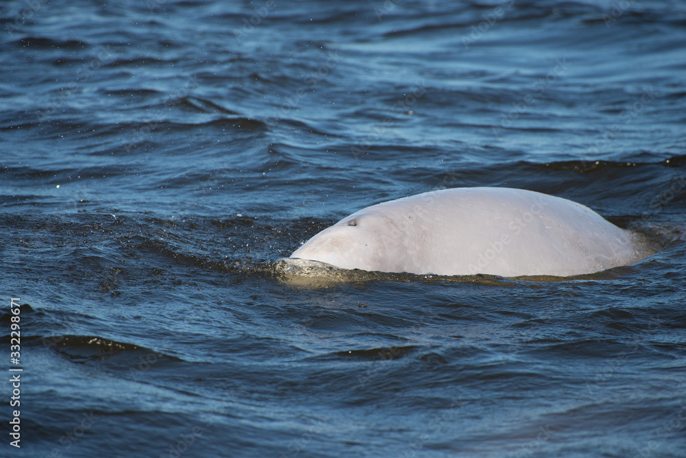 beluga whales in the churchill river in northern manitoba canada
