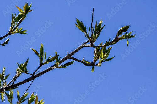Budding Leaves on a branch with a blue sky in the background
