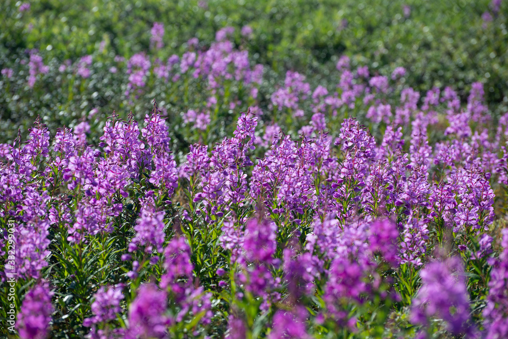 meadow of dwarf fireweed wildflowers near churchill manitoba meadow of dwarf fireweed wildflowers near churchill manitoba