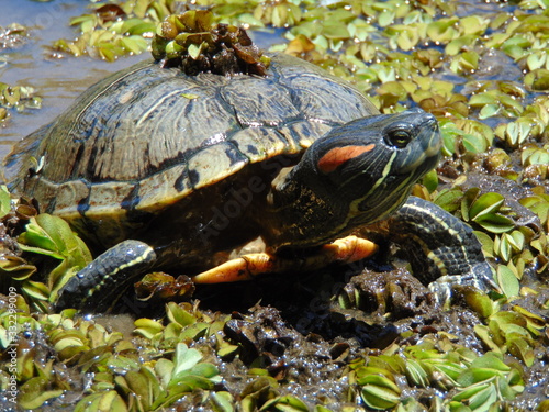 Turtle