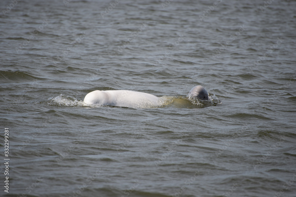 Fototapeta premium beluga whale in the churchill river hudson bay canada