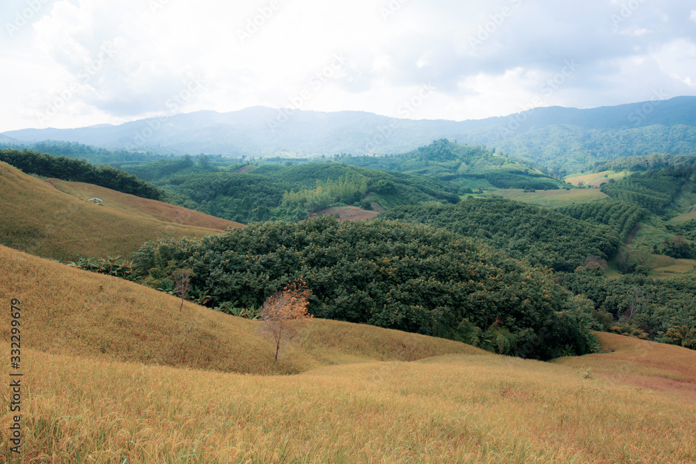 Obraz premium Rice field on hill.