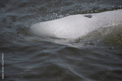 beluga whale in the churchill river hudson bay canada