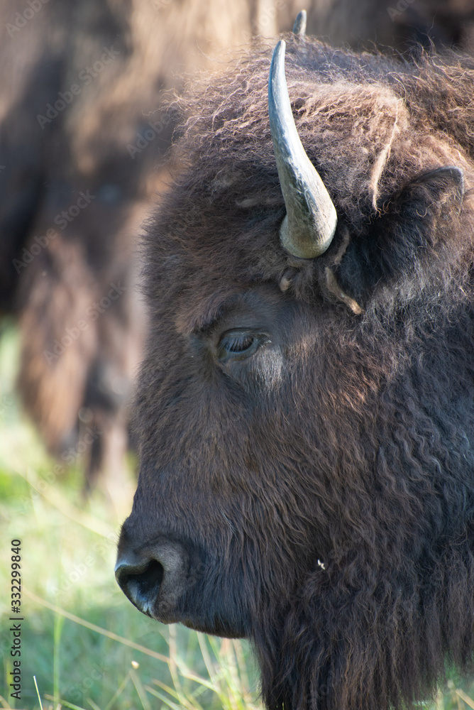 bison buffalo portrait grazing in a meadow bison buffalo portrait grazing in a meadow