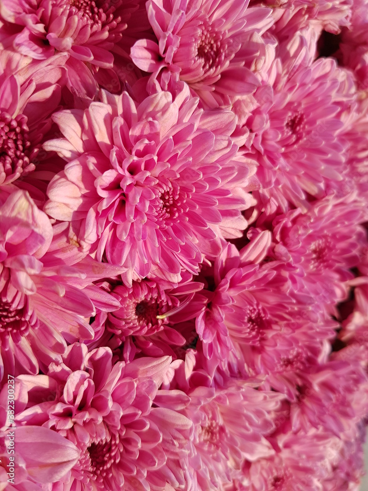 pink chrysanthemum