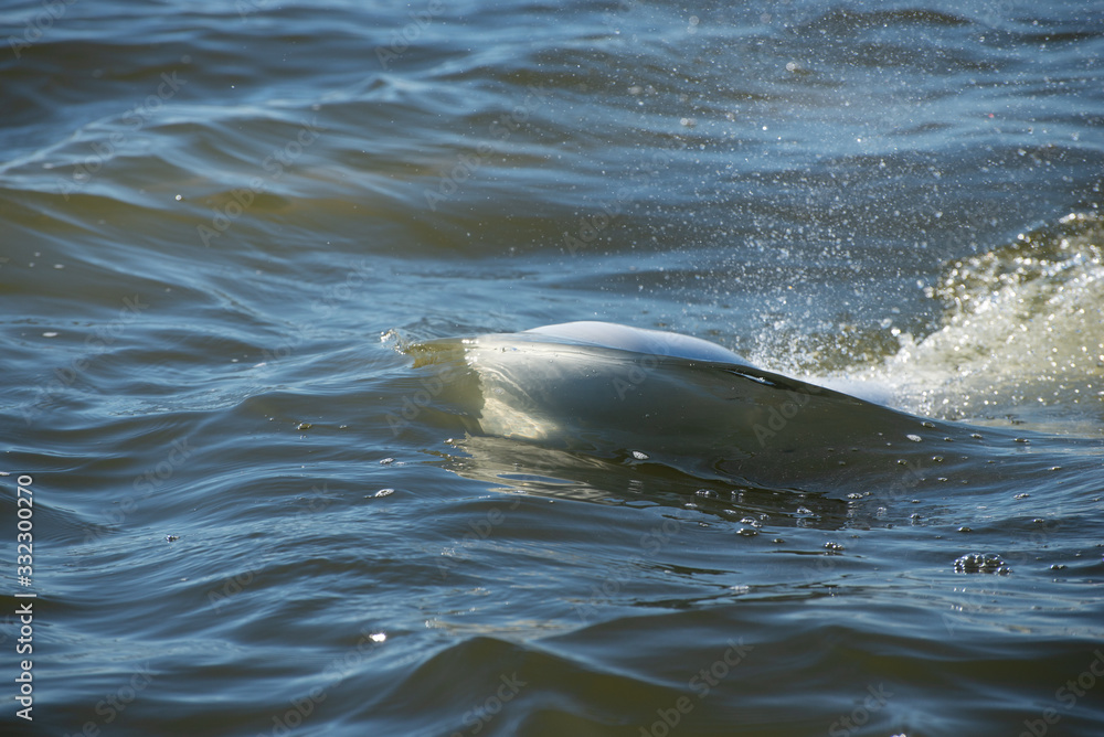 Obraz premium beluga whales swimming in the cold arctic waters of the churchill river hudson bay manitoba canada