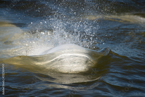 Foto beluga whales swimming in the cold arctic waters of the churchill river hudson b