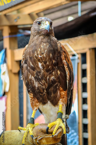 A Golden Eagle in State Fair, Minnesota photo