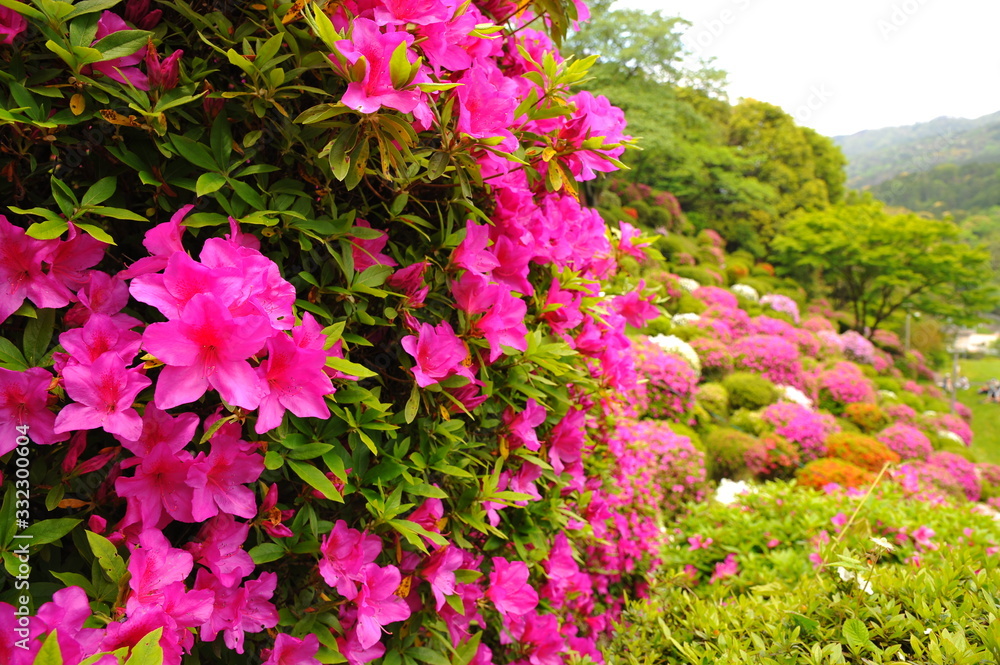 Obraz premium 蹴上浄水場の色とりどりのツツジの花々です