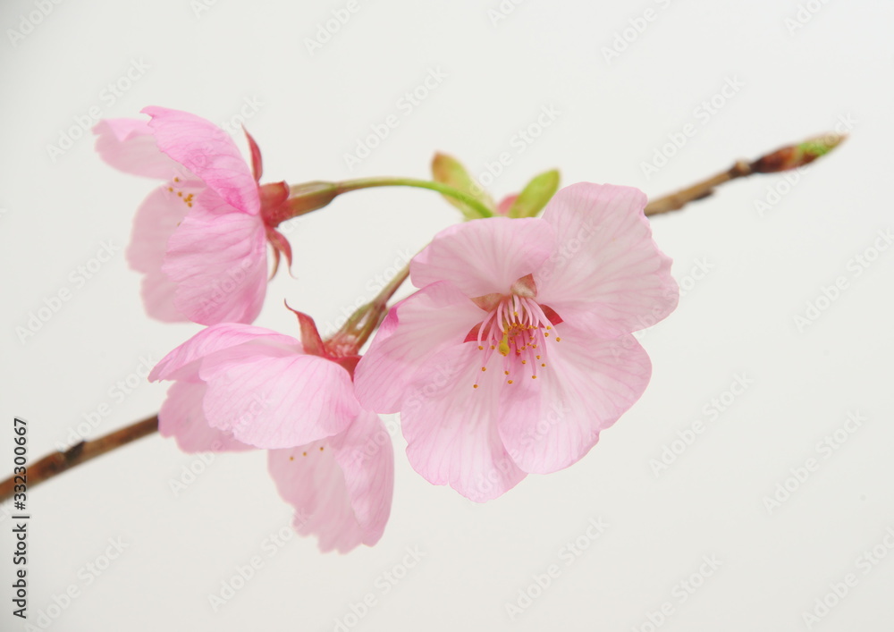Naklejka premium 白背景の川津桜