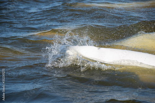 Fotografie beluga whale taking a breath in the churchill river estuary