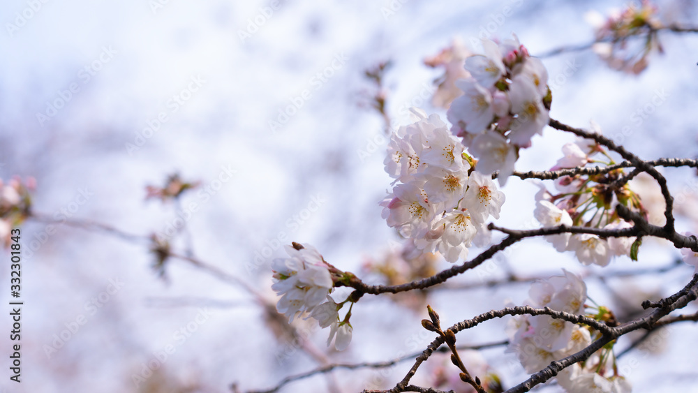 Cherry blossoms in full bloom