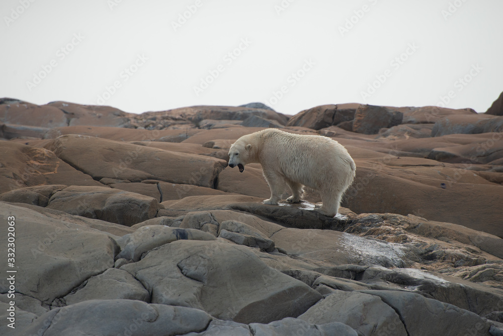 wet polar bear stepping out of the hudson bay near churchill manitoba canada wet polar bear stepping out of the hudson bay near churchill manitoba canada