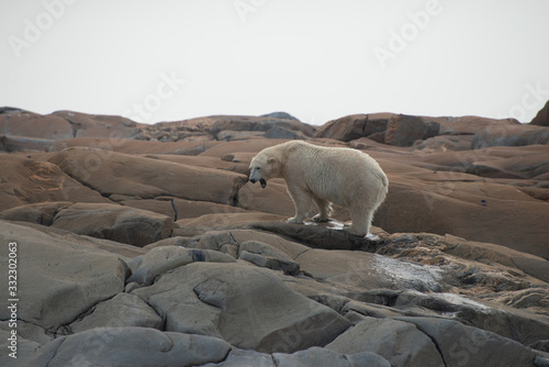 Fotografie, Obraz wet polar bear stepping out of the hudson bay near churchill manitoba canada
