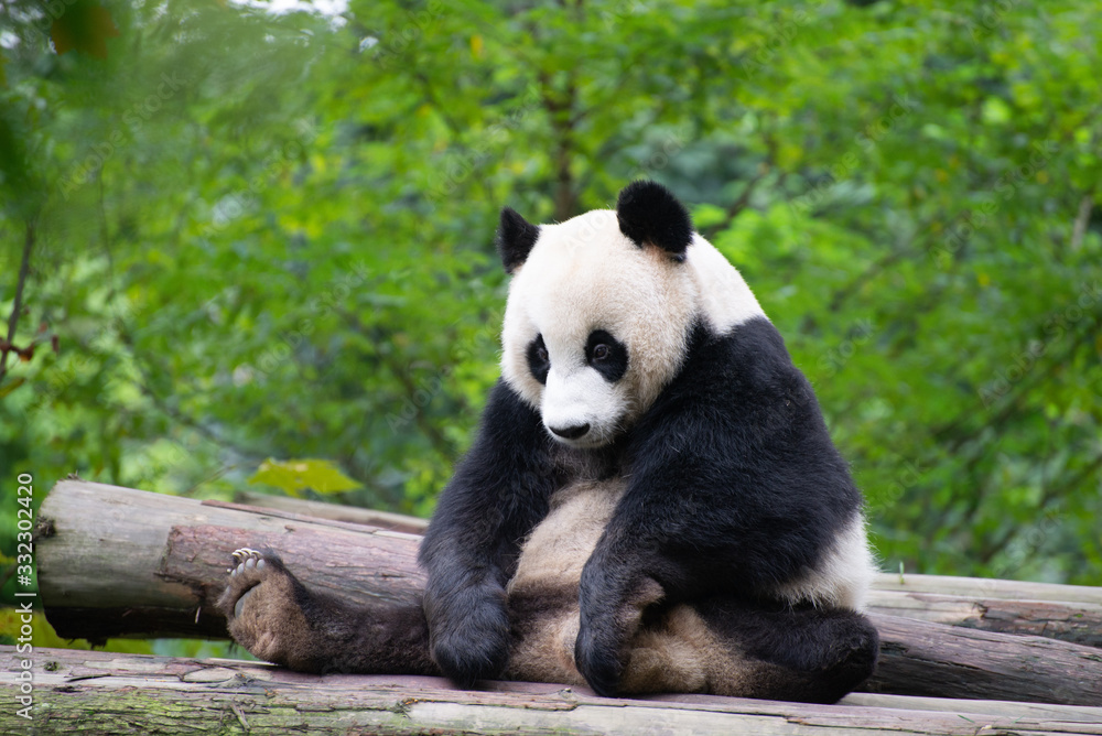 giant panda playing with a moth in sichuan china giant panda playing with a moth in sichuan china