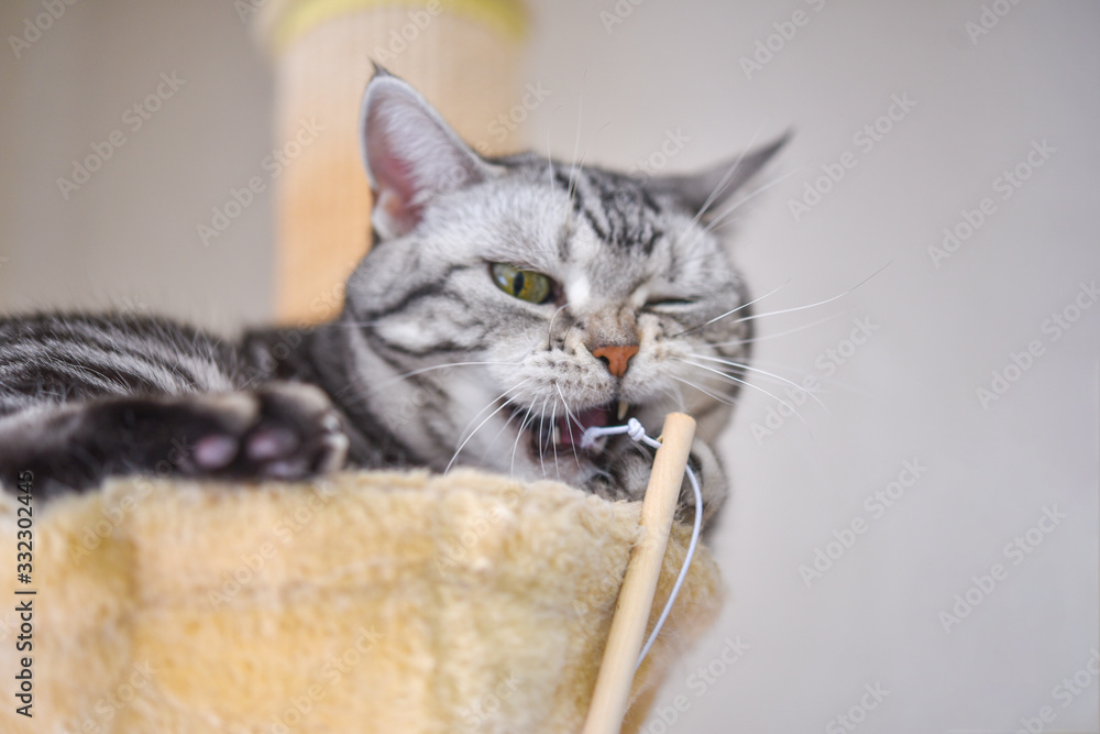 キャットタワーで寝ながら遊ぶ横着な猫