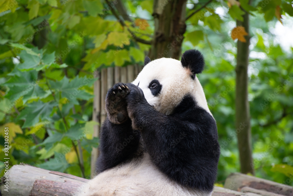 Obraz premium giant panda playing with a moth in sichuan china