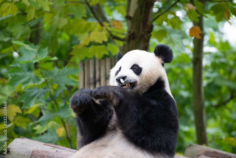 Fototapeta premium giant panda playing with a moth in sichuan china
