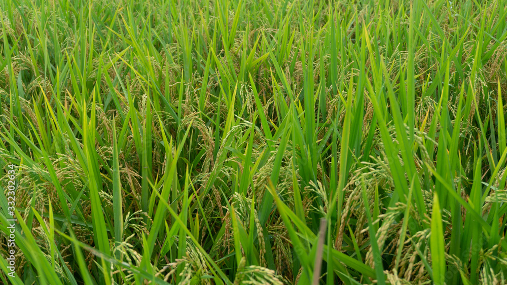 Fototapeta premium Rice plants enter the harvest season, appear to contain grain because of enough water and pest free