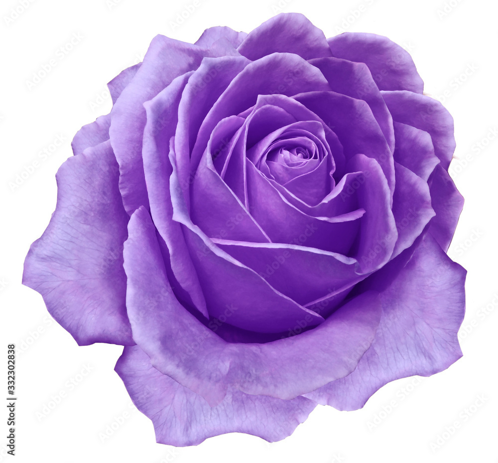 Baby Roses White Backround Purple Roses White Background