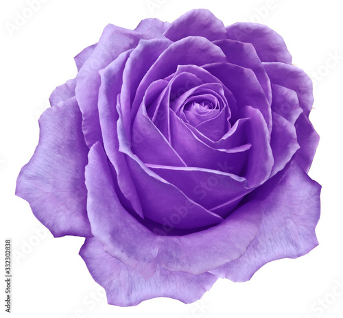 purple flower rose on a white isolated background with clipping path. no shadows. Closeup. Nature.