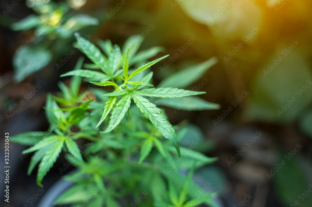 The Cannabis species of Thailand. The Cannabis species of Thailand.