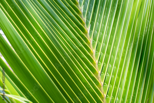 Background and texture of coconut leaves.