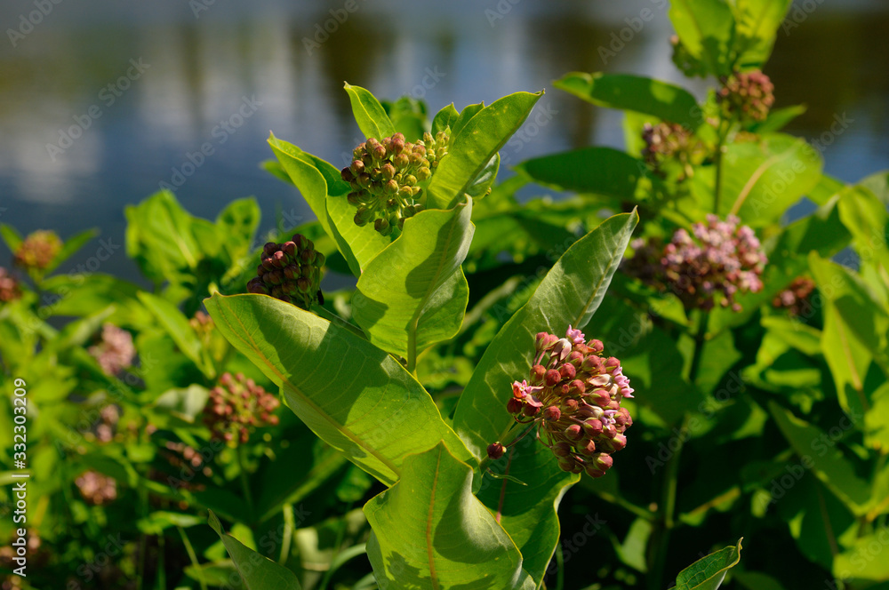 Purple flowered Swamp Milkweed growing next to a pond Purple flowered Swamp Milkweed growing next to a pond