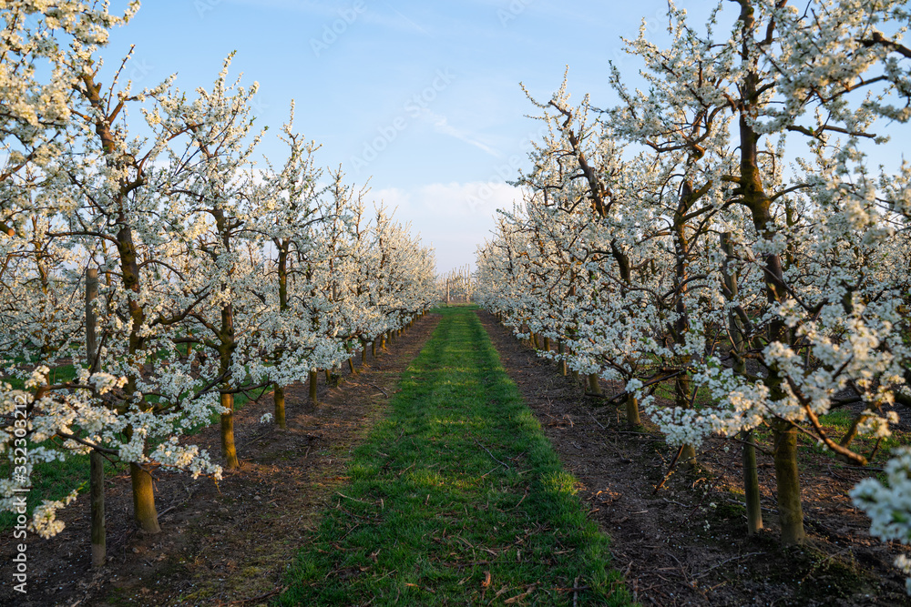 Cherry blossoms in an orchard in Hesse Ockstadt