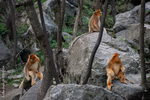 Canvas Print golden snub nosed monkey sitting on rocks in shaanxi province china
