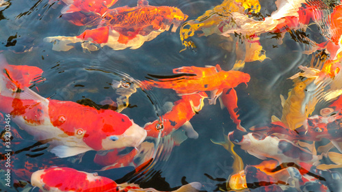 Many colorful koi fish play in the pool and wait for the party. The concept of fighting for food Decorative fish for the park area