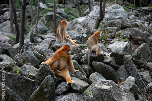 golden snub nosed monkey sitting on rocks in shaanxi province china photo