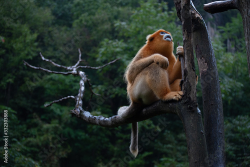 endangered golden snub nosed monkey in the trees of the qinling mountains in shaanxi china