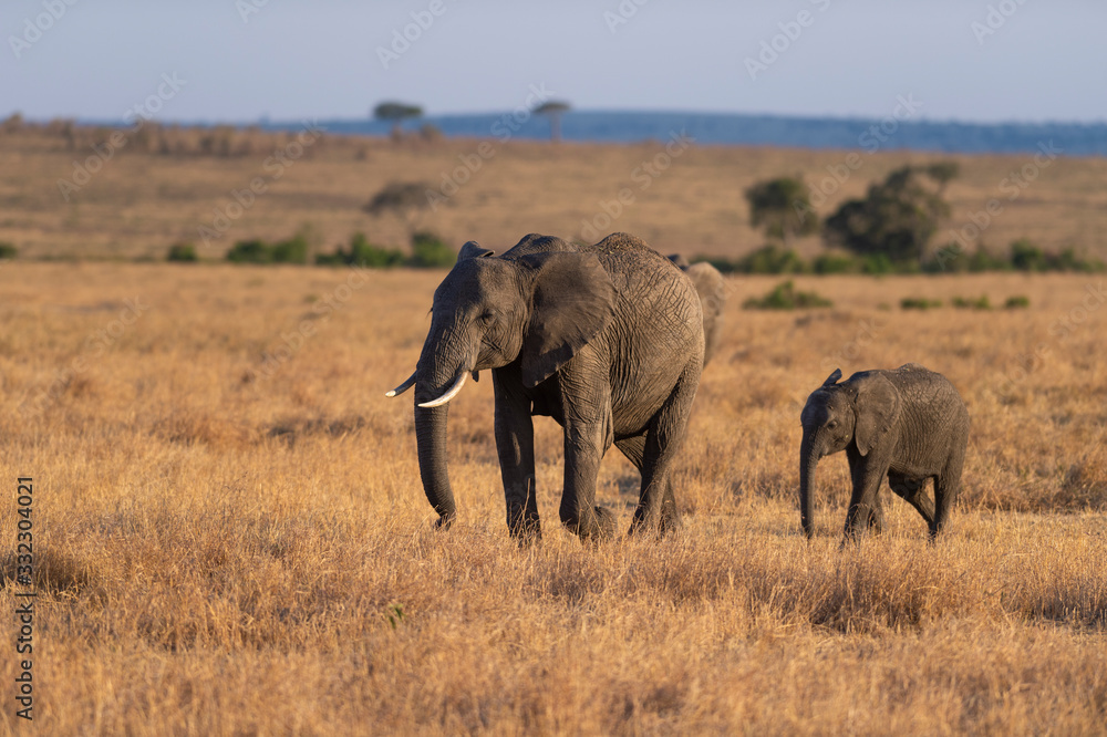 Elephant Mother and Baby seen at Masai Mara, Kenya, Africa