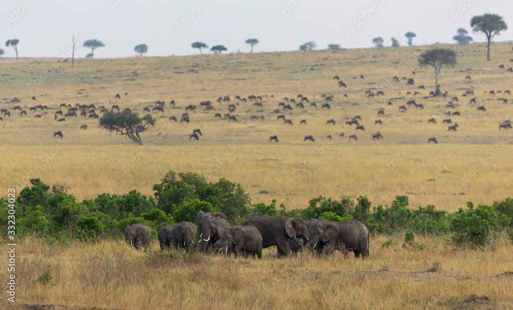 Elephant herd seen at the other side of Sand River at masai Mara, Kenya, Africa Elephant herd seen at the other side of Sand River at masai Mara, Kenya, Africa