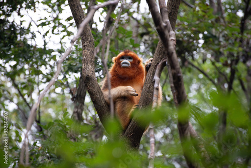 Photography endangered golden snub nosed monkey in the trees of the qinling mountains in sha