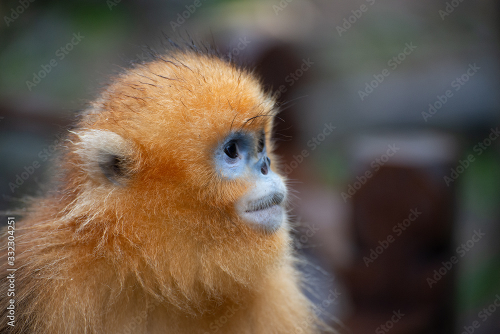 golden snub nosed monkey in china golden snub nosed monkey in china