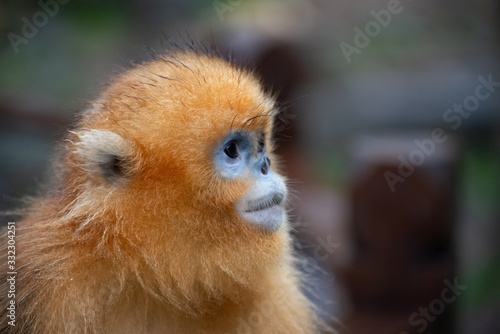 golden snub nosed monkey in china