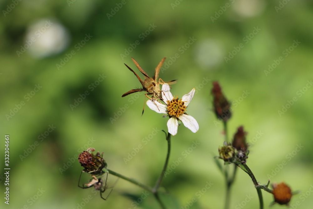 Orange butterfly feeding on tick weed flower Orange butterfly feeding on tick weed flower