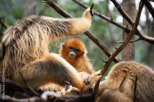 golden snub nosed monkeys cleaning each other in the trees of the qinling mountains in china