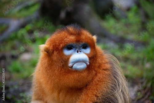 Photography male golden snub nosed monkey in china