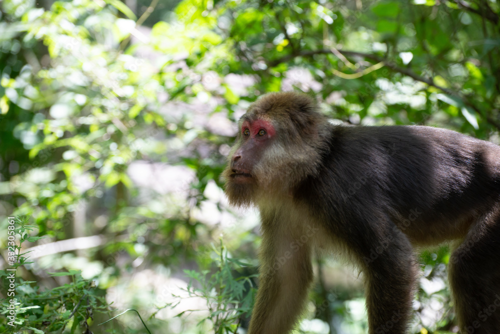 tibetan macaque in nature reserve sichuan china tibetan macaque in nature reserve sichuan china