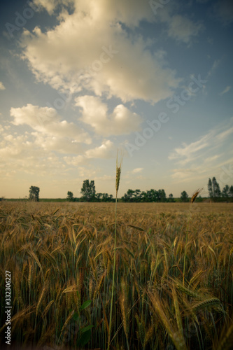 Wheat field in the early morning