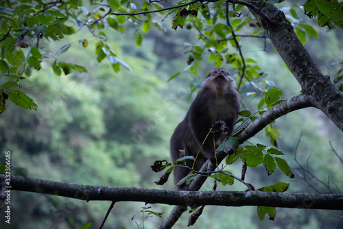 tibetan macaque in a tree with forest background © Wandering Bear