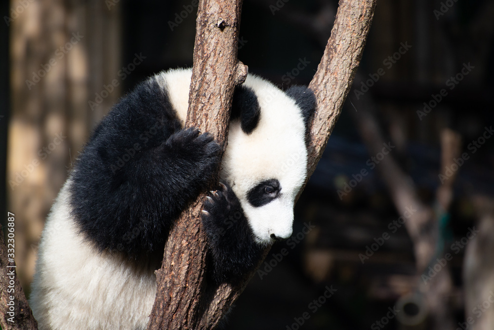 Obraz premium giant panda cub in a tree in sichuan china